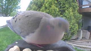 mourning dove