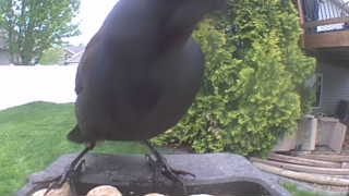 american crow