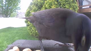 american crow