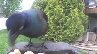 common grackle