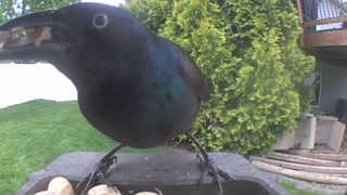 common grackle