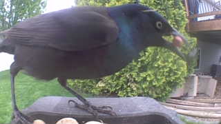 common grackle