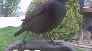 common grackle