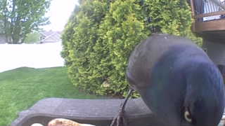 common grackle