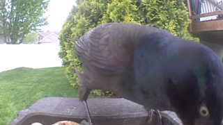 common grackle