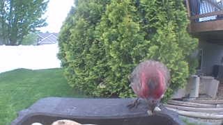 purple finch