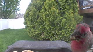 house finch