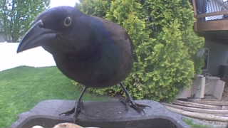 common grackle