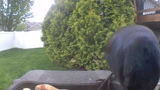 common grackle
