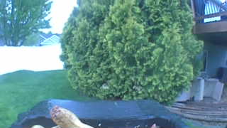 Unidentified clip