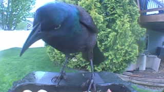 common grackle