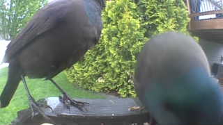 european starling