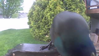 mallard