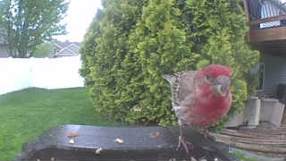 house finch