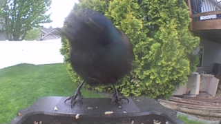 common grackle