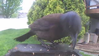 common grackle