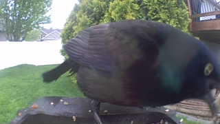 common grackle