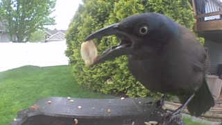 common grackle