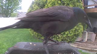 american crow