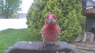 house finch