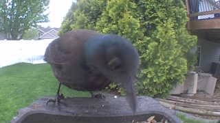 common grackle