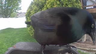 common grackle