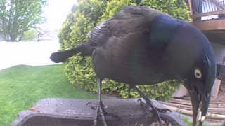 common grackle