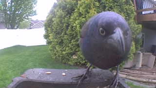 common grackle
