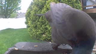 rock pigeon