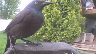 common grackle