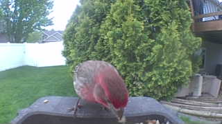 purple finch