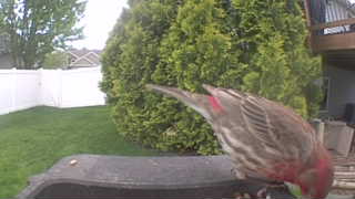 house finch