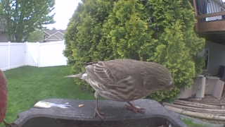 house finch