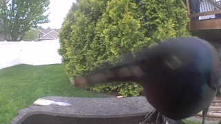 common grackle