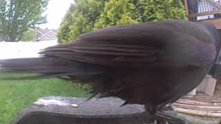 american crow