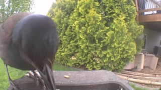 common grackle