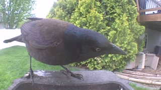 common grackle