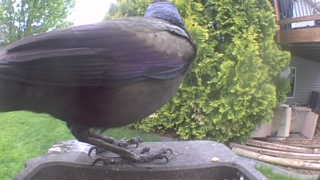 common grackle