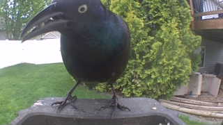 common grackle