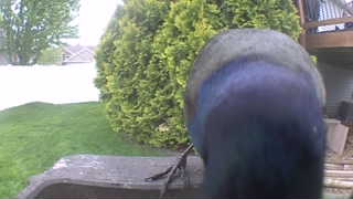 common grackle
