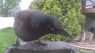 common grackle