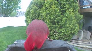 northern cardinal