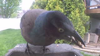 common grackle