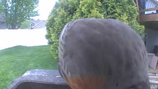 american robin