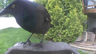 common grackle