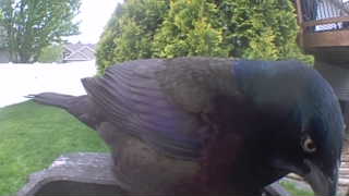 common grackle