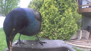 common grackle