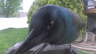 common grackle