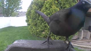 common grackle