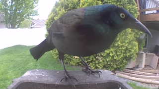 common grackle